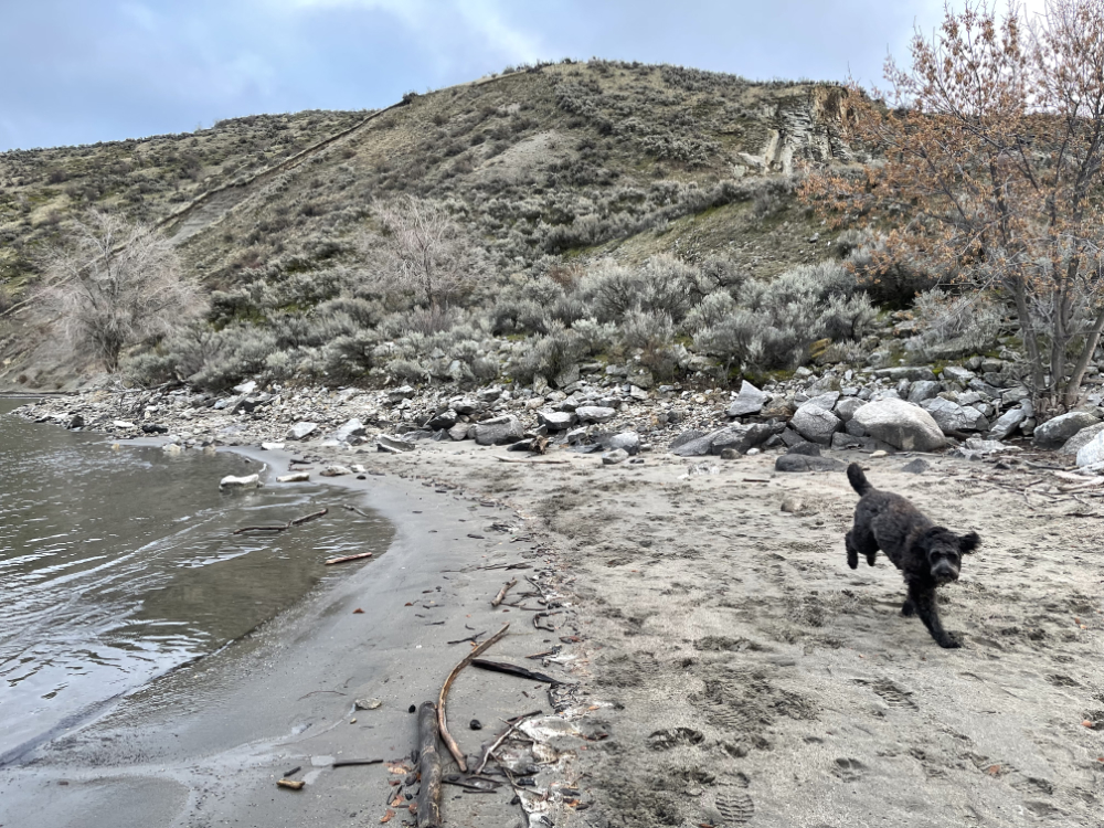 Dog jumping and turning in joy on the beach