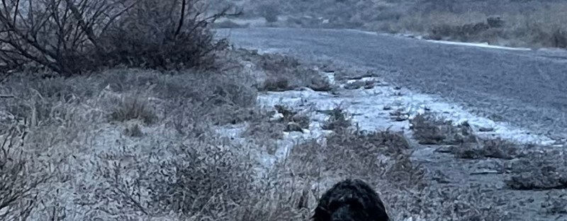 dog in the sleet in December