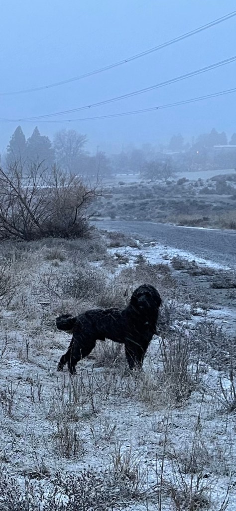dog enjoys a walk even in the sleet of December