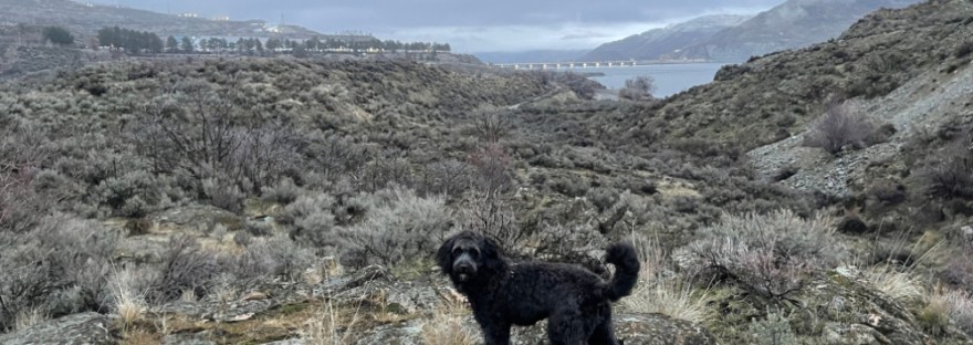dog in the sagebrush on a hike where he can do his "scent walking"