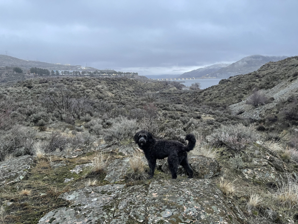 dog in the sagebrush on a hike where he can do his "scent walking"