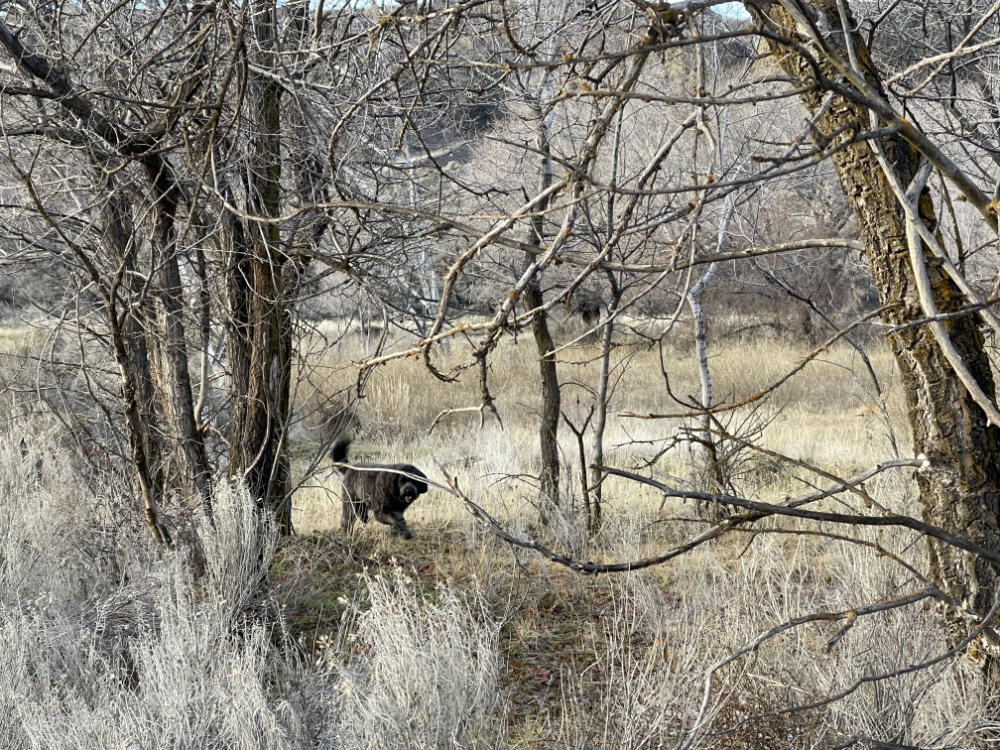 At North Dam Park walking near the rough woods