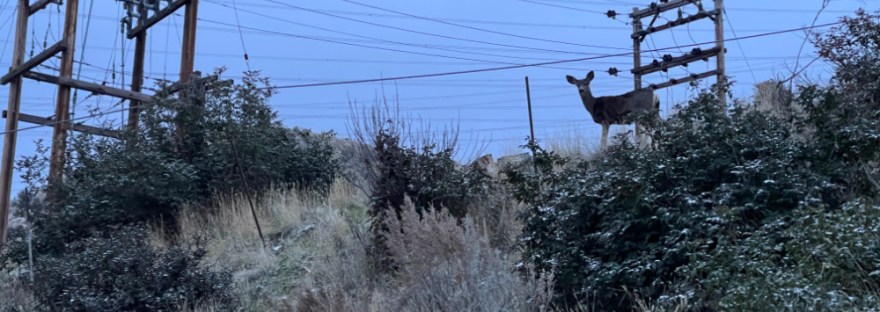 We walk on the sidewalk below this deer watching the dog walk by on a November evening, dusted with snow
