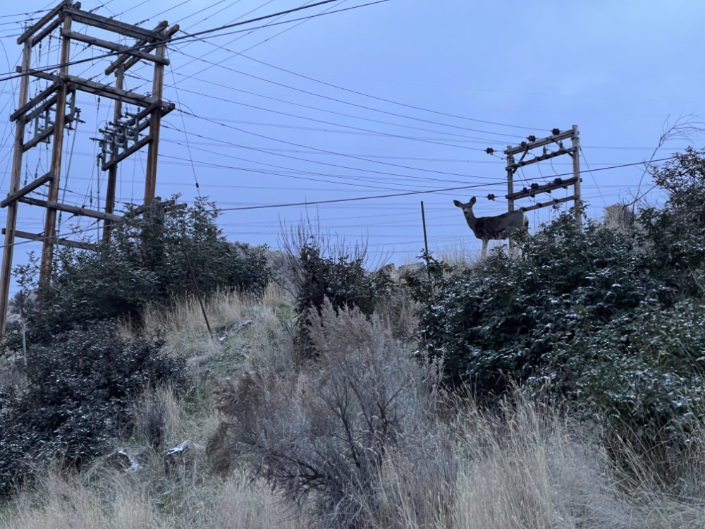 We walk on the sidewalk below this deer watching the dog walk by on a November evening, dusted with snow