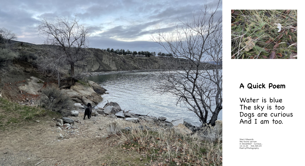 dog at shore of lake, yarrow in December, and poem