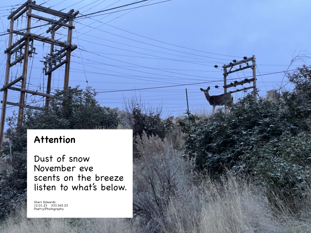 We walk on the sidewalk below this deer watching the dog walk by on a November evening, dusted with snow and poem