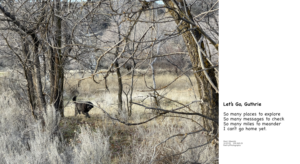 At North Dam Park walking near the rough woods and poem