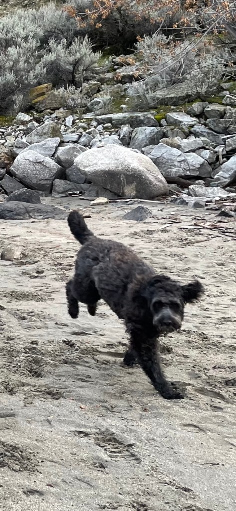 Dog jumping and turning in joy on the beach