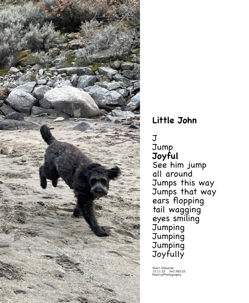 happy dog jumping joyfully at the beach-- and a poem