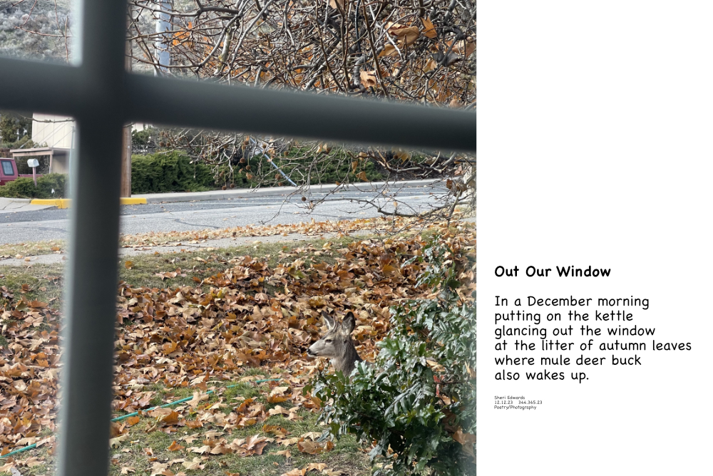 mule deer buck waking up outside our kitchen window on a December morning and poem