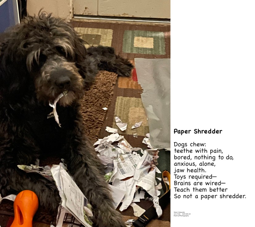 dog shreds paper and poem
