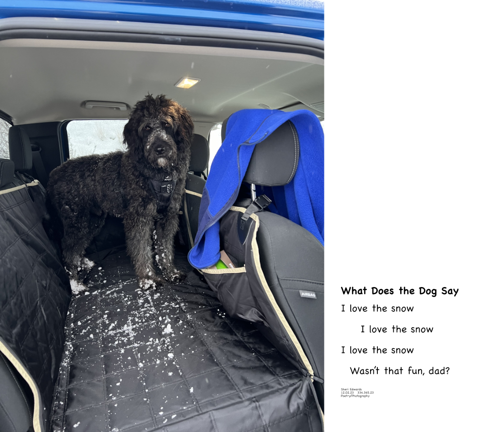 Guthrie after a morning run in the year's first snowfall