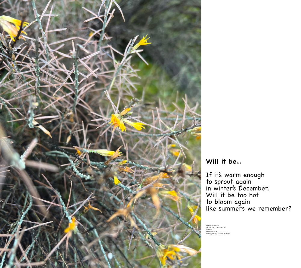 rabbitbrush in December; it should be dormant, yet it is sprouting again. and poem