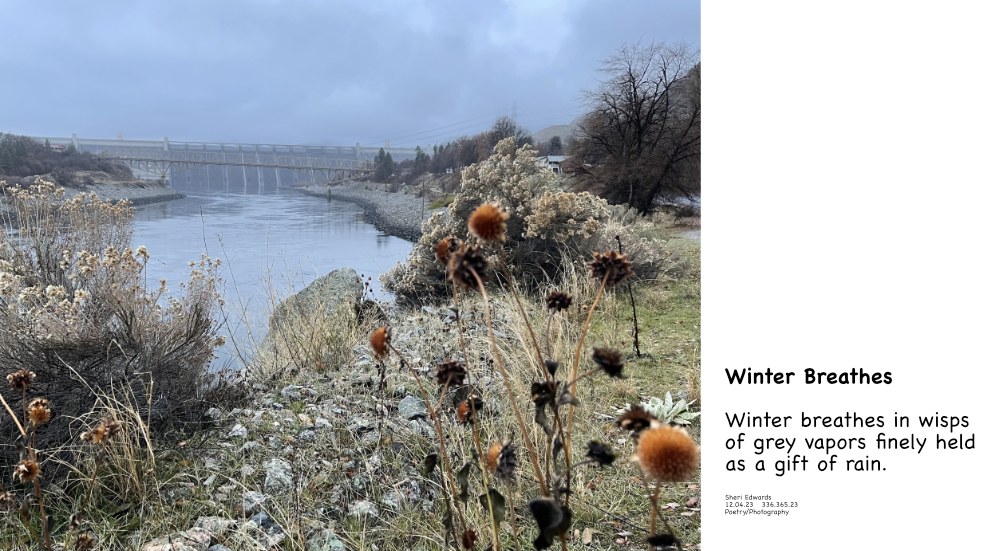 Winter sunflowers; December 2023 along the Columbia River looking south to Grand Coulee Dam and haiku