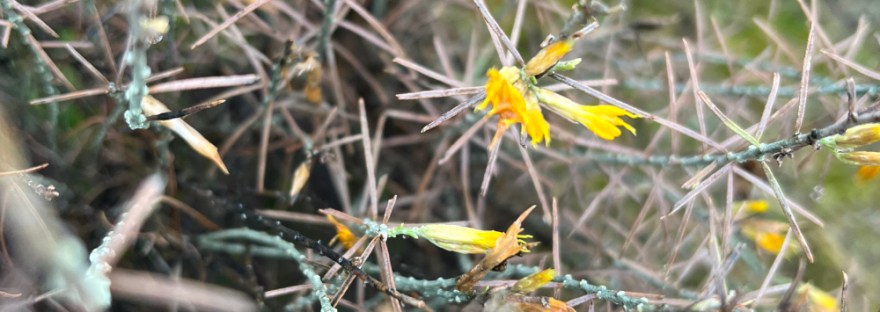 rabbitbrush sprouting in December when it should be dormant
