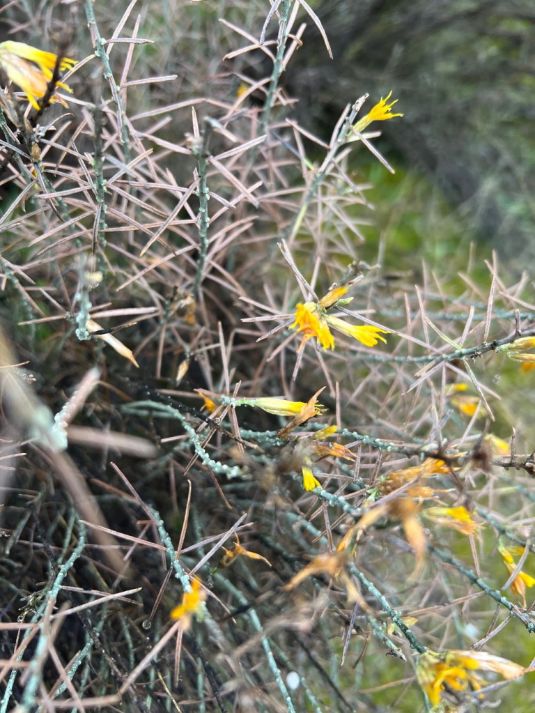 rabbitbrush in December; it should be dormant, yet it is sprouting again.