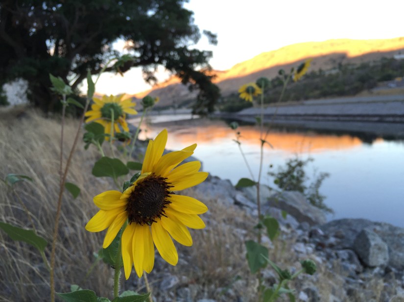 sunflower on the Columbia River