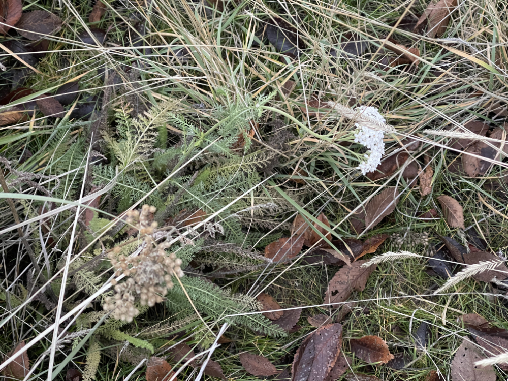 Yarrow blooming in December, another sign of rising global temperatures: climate change