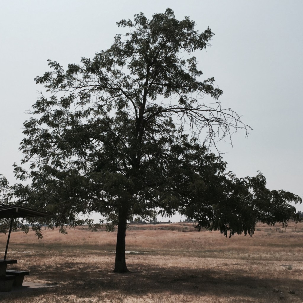 Tree at rest area where we always stopped with grandkids; it's filled with memories, but is no longer there;