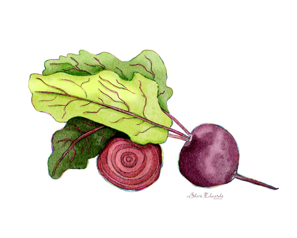 watercolor illustration of beets