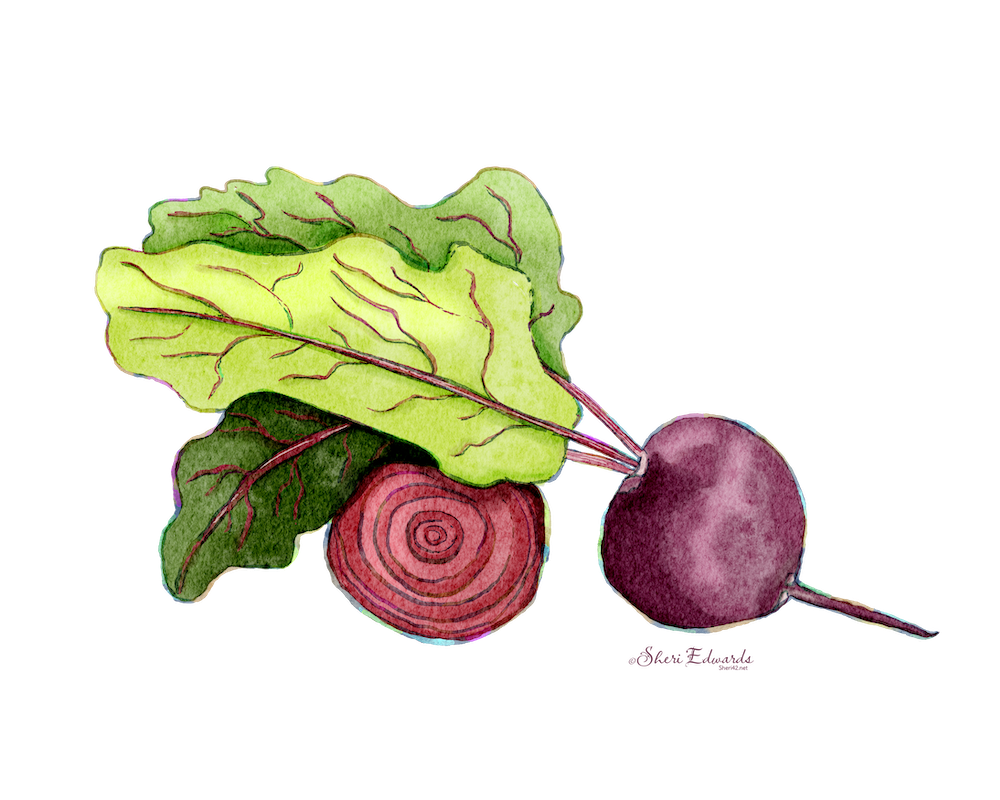 watercolor illustration of beets