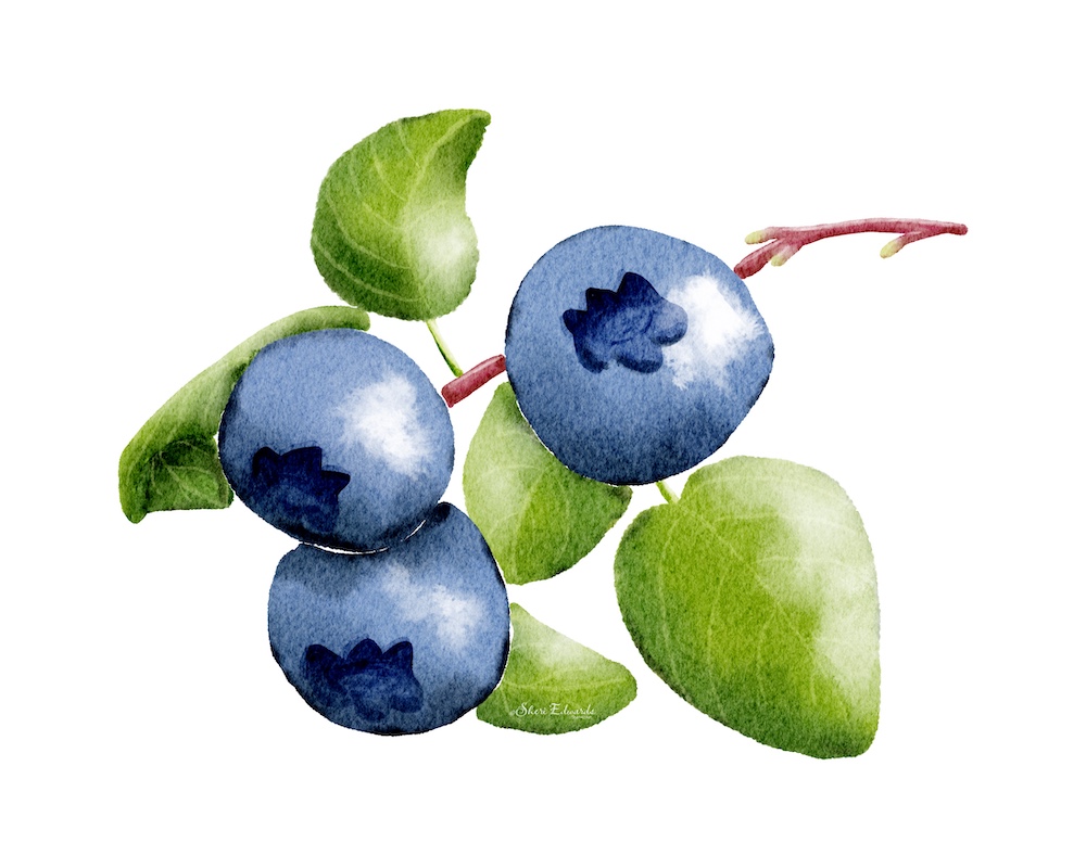 blueberry watercolor by Sheri Edwards