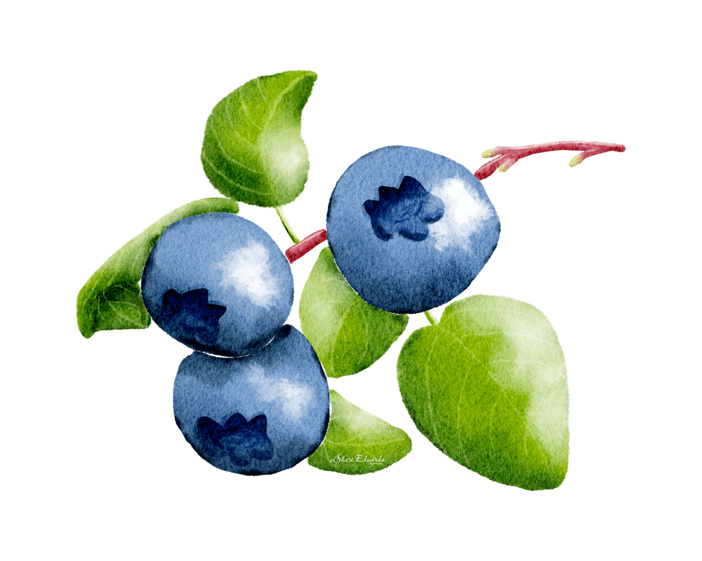 blueberries in watercolor style  by Sheri Edwards, motif transparency