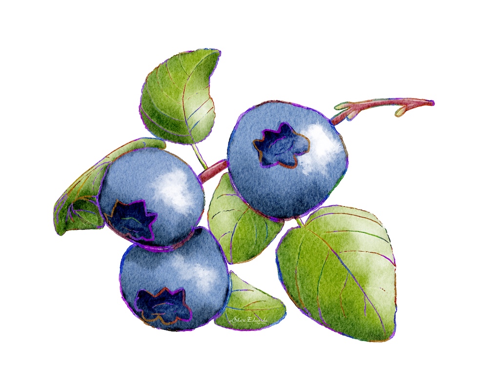 blueberry watercolor with rainbow outline by Sheri Edwards