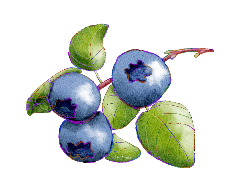 blueberries in watercolor style with rainbow line work by Sheri Edwards