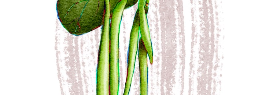 green beans on vine; watercolor with rainbow outline