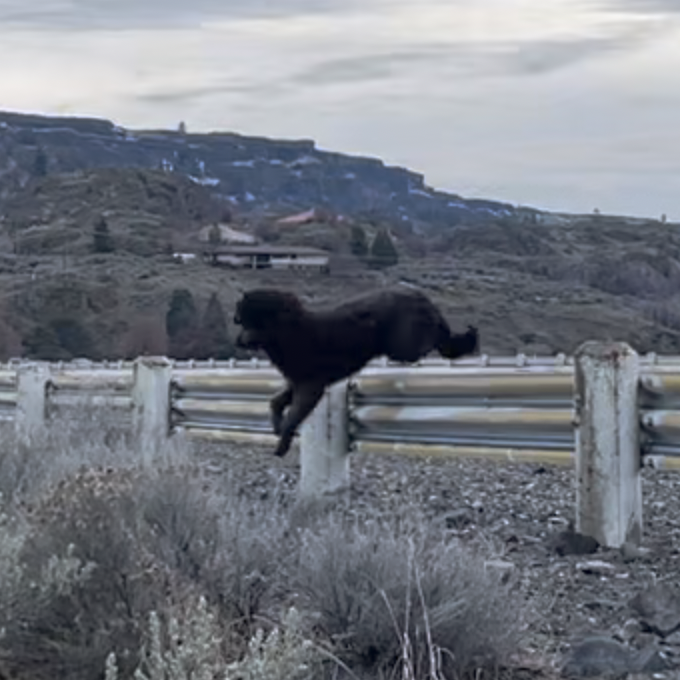 Guthrie easily jumps over the guard rail on our walk