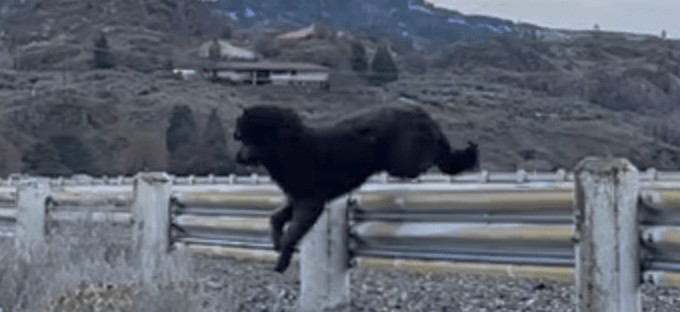Guthrie easily jumps over the guard rail on our walk