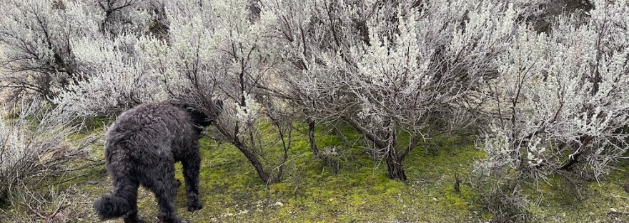 Guthrie sniffs the sagebrush above the moss to see who's been there