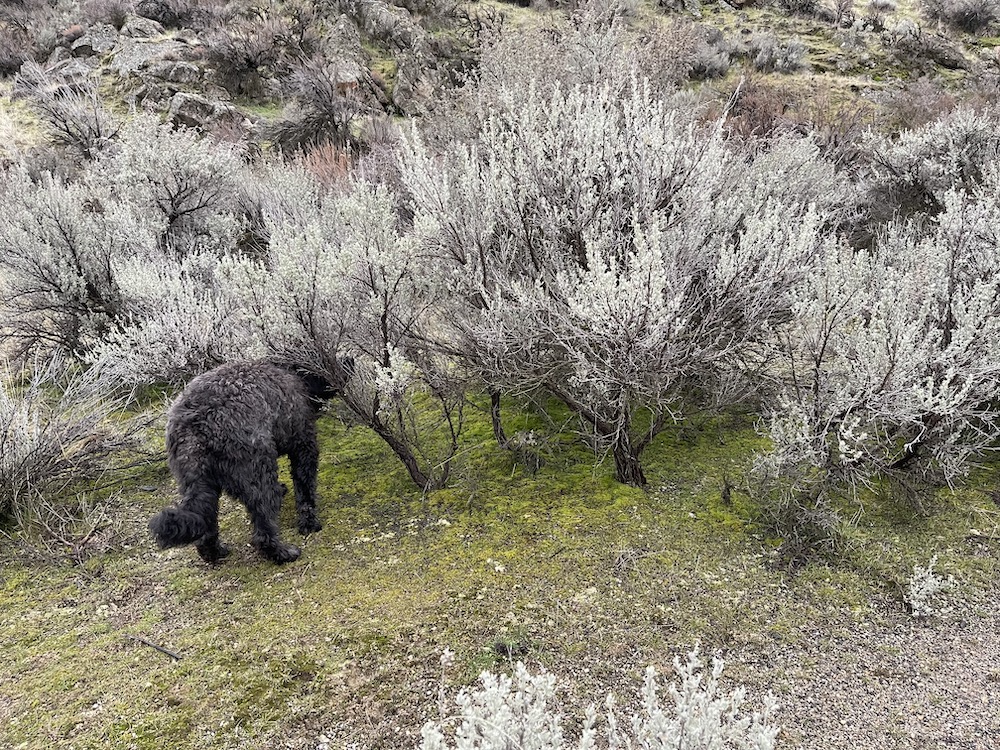 Guthrie sniffs who has been running beneath the sagebrush
