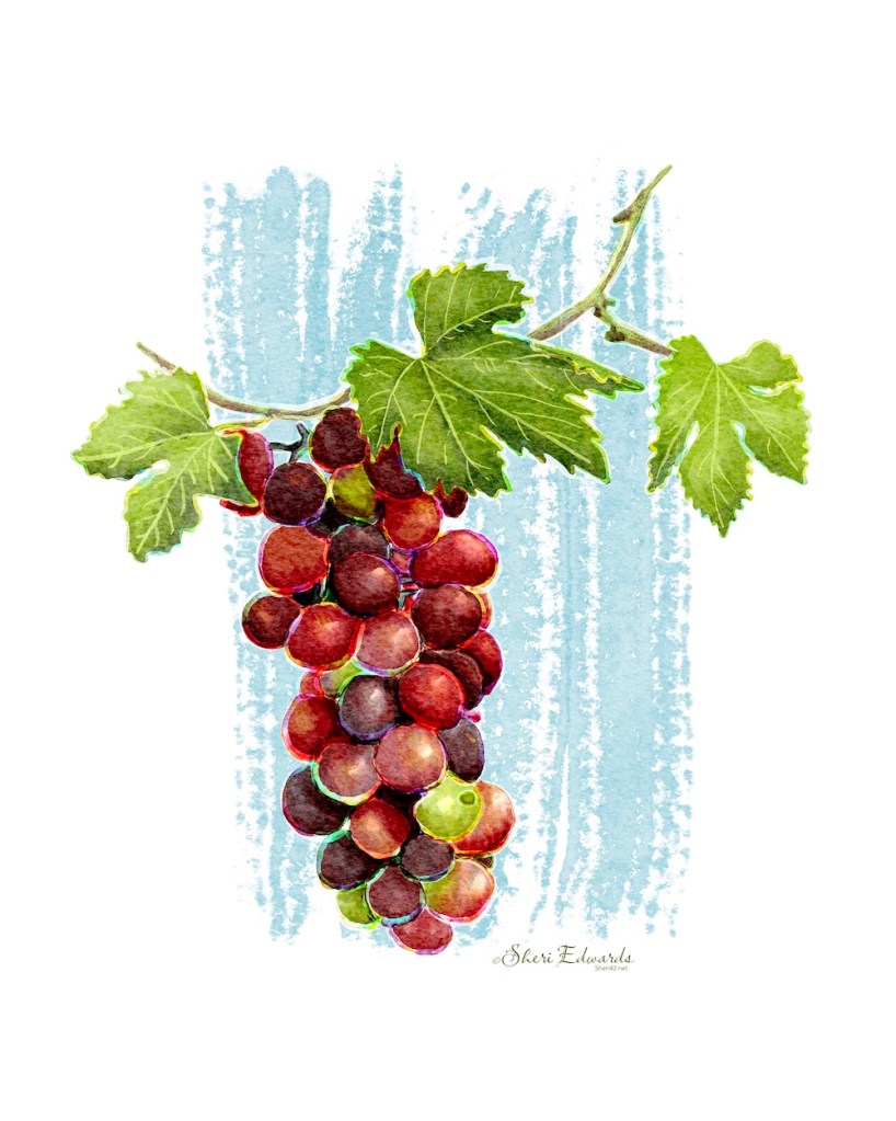 red grapes with rainbow outline; watercolor illustration by Sheri Edwards