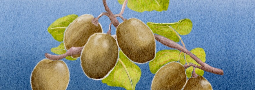 watercolor kiwi