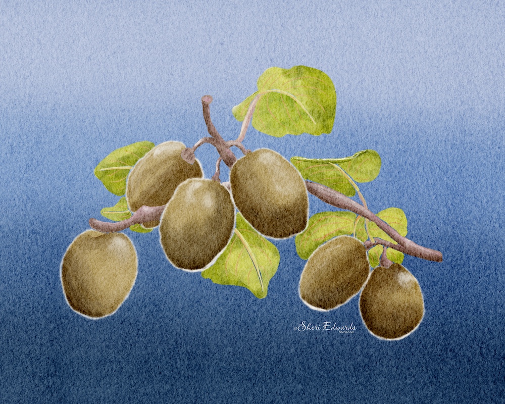 watercolor kiwi