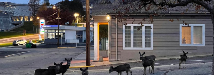 mule deer ambling through town; pausing at the crab apple trees; November 12, 2023 4:42PPM