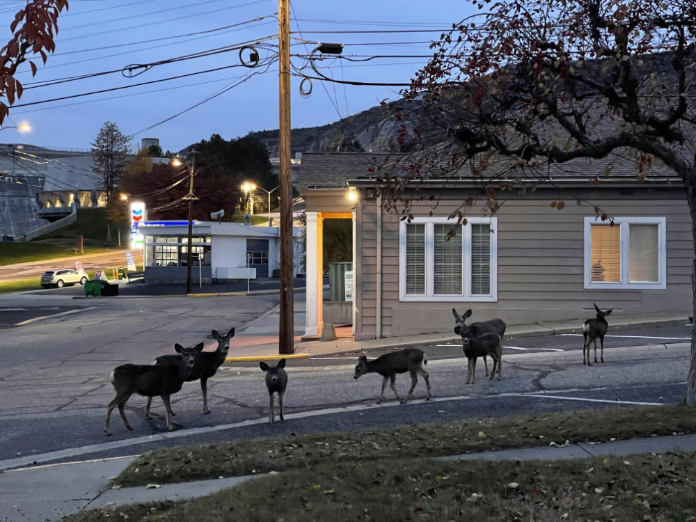 mule deer ambling through town; pausing at the crab apple trees; November 12, 2023 4:42PPM