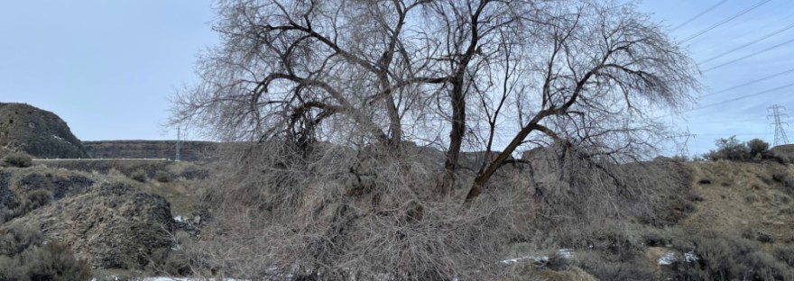 a tree in winter brings memories of summer shade