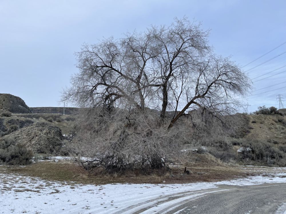 old tree at North Dam in winter