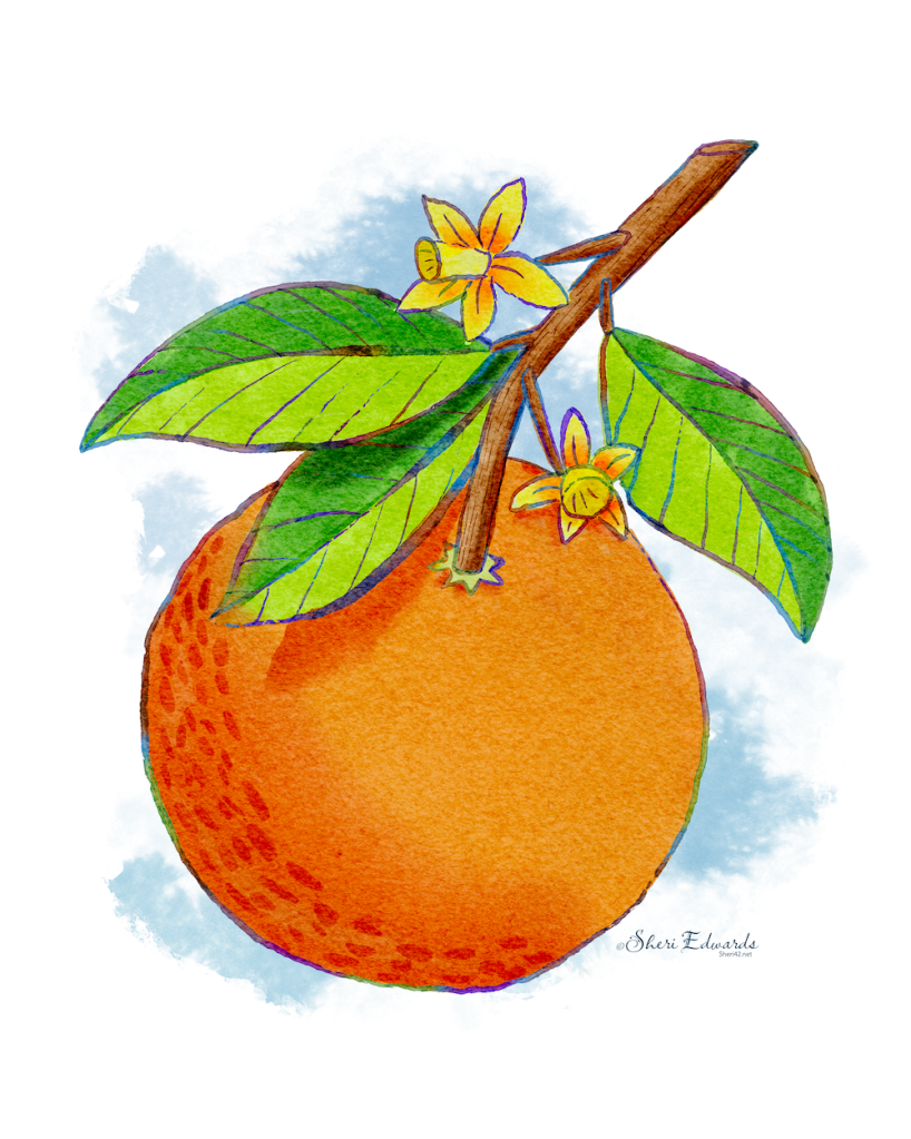 orange on tree with rainbow outline; watercolor by Sheri Edwards
