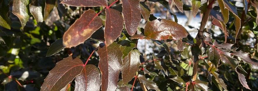 Oregon grapes at the entrance to Cole Park on January 31st, 2022 in the afternoon