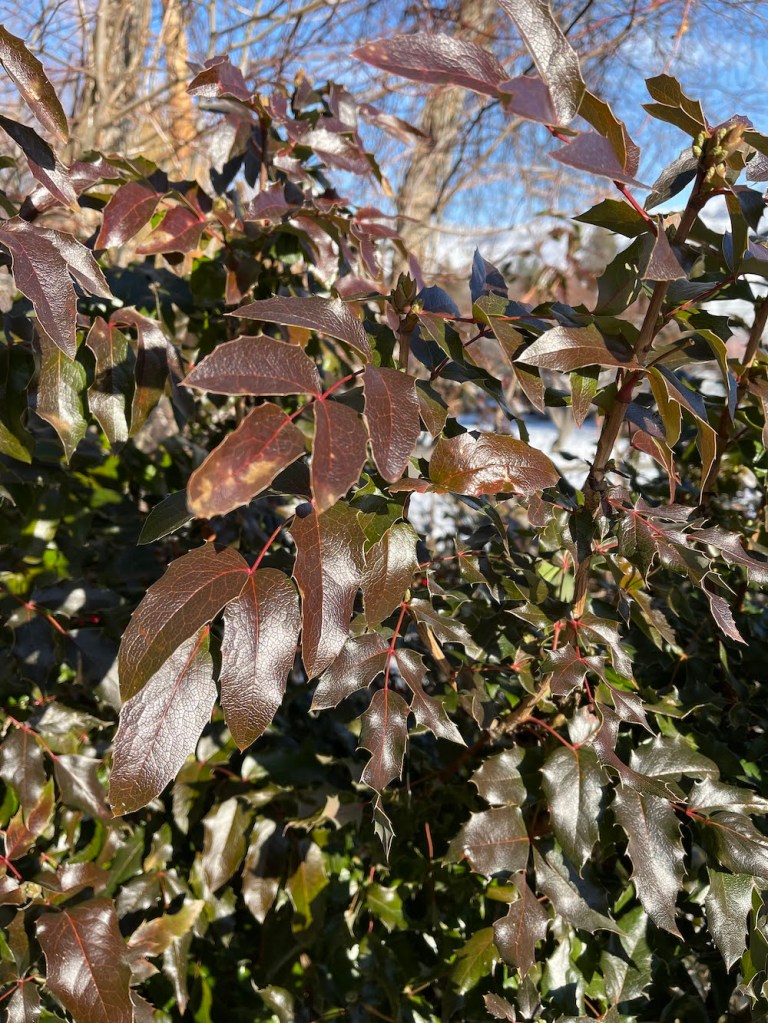 Oregon grapes at the entrance to Cole Park on January 31st, 2022 in the afternoon