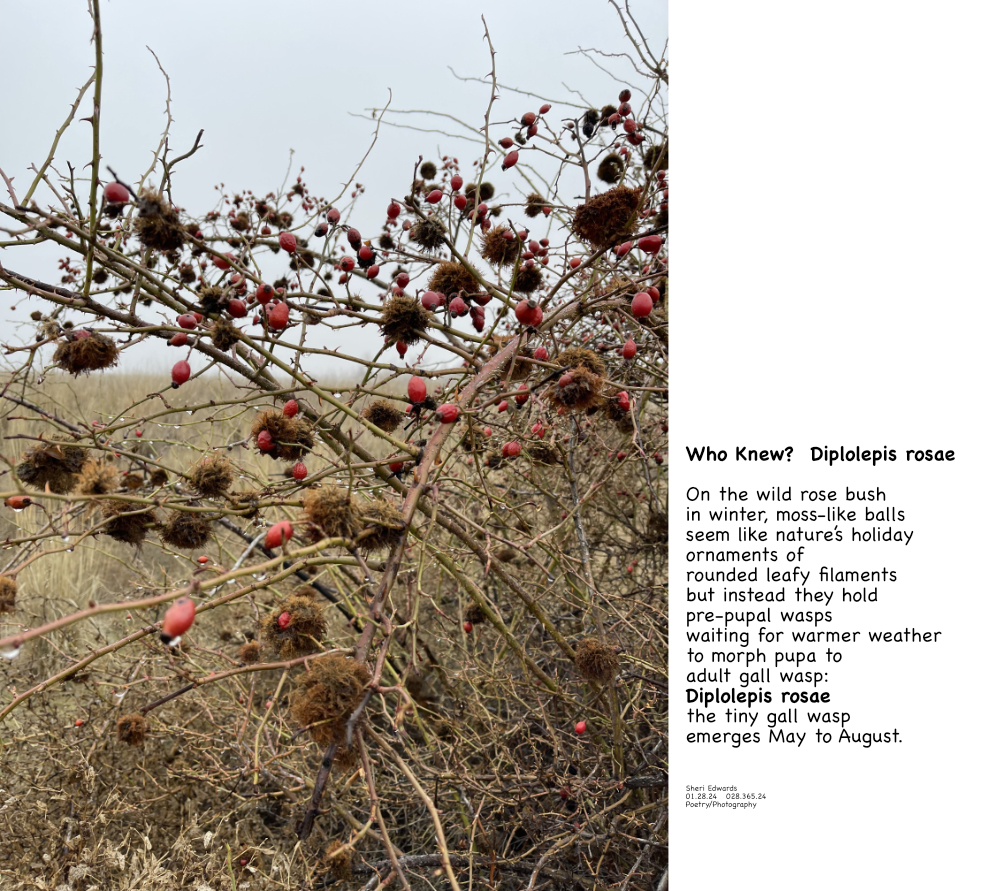 a gall wasp forms this moss-like structure for its metamorphosis with poem