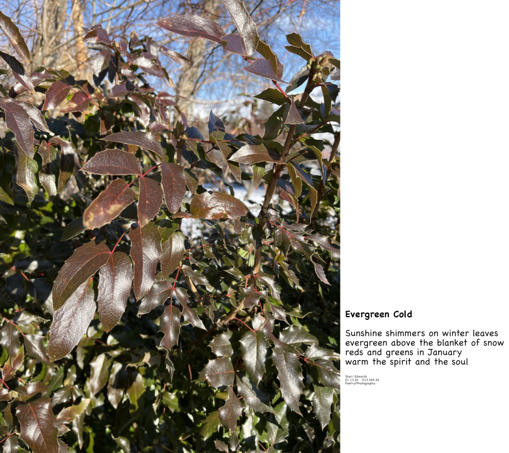 Oregon grapes at the entrance to Cole Park on January 31st, 2022 in the afternoon and poem