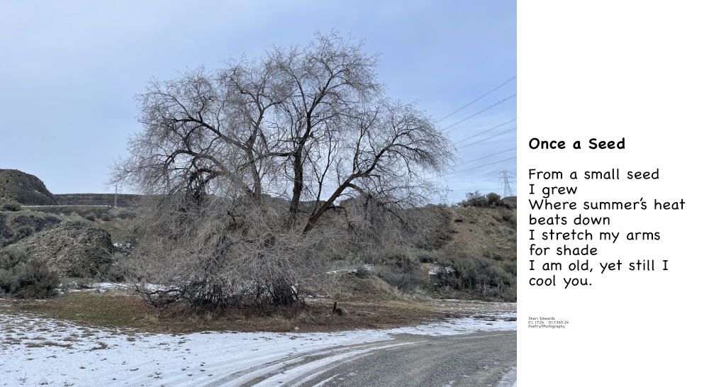 a tree in winter reminds us of its shade in summer heat, says the poem