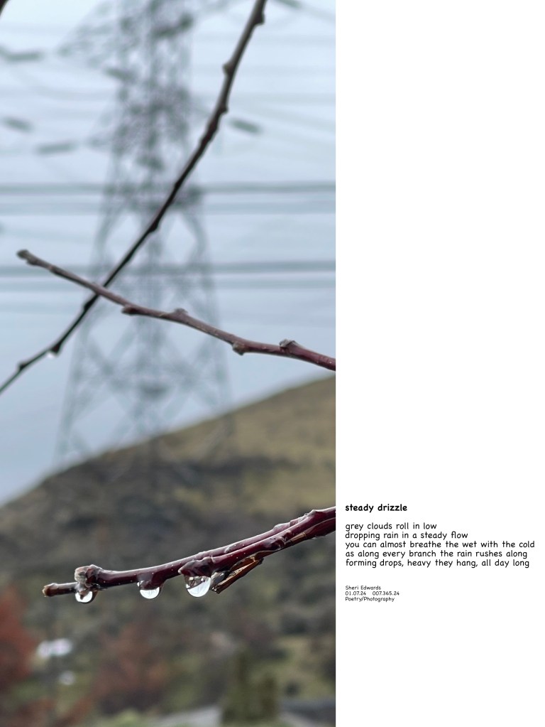 a constant drizzle creates rain drops heavy on the tips of branches in January, 2024; climate change and poem
