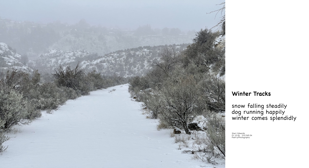 only dog tracks in the winter snow, still falling lightly but steadily on the sagebrush and the poem