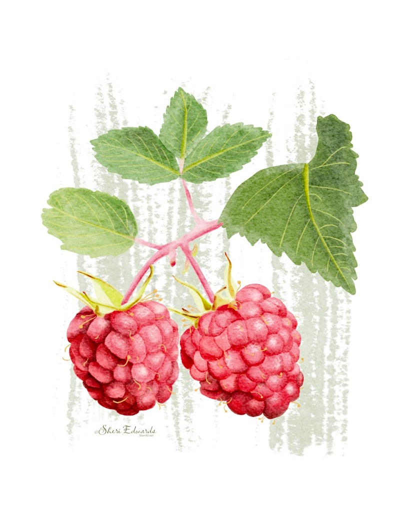 raspberries on vine in watercolor